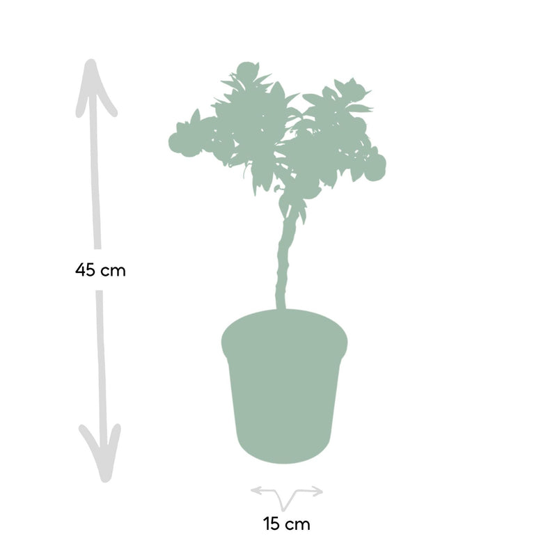 Citrus Mandarin - Ø15cm - ↕45cm