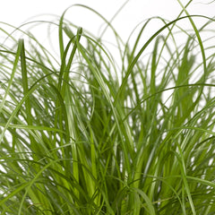 Cyperus Alternifolius  - Kattengras - Ø12cm - ↕20cm