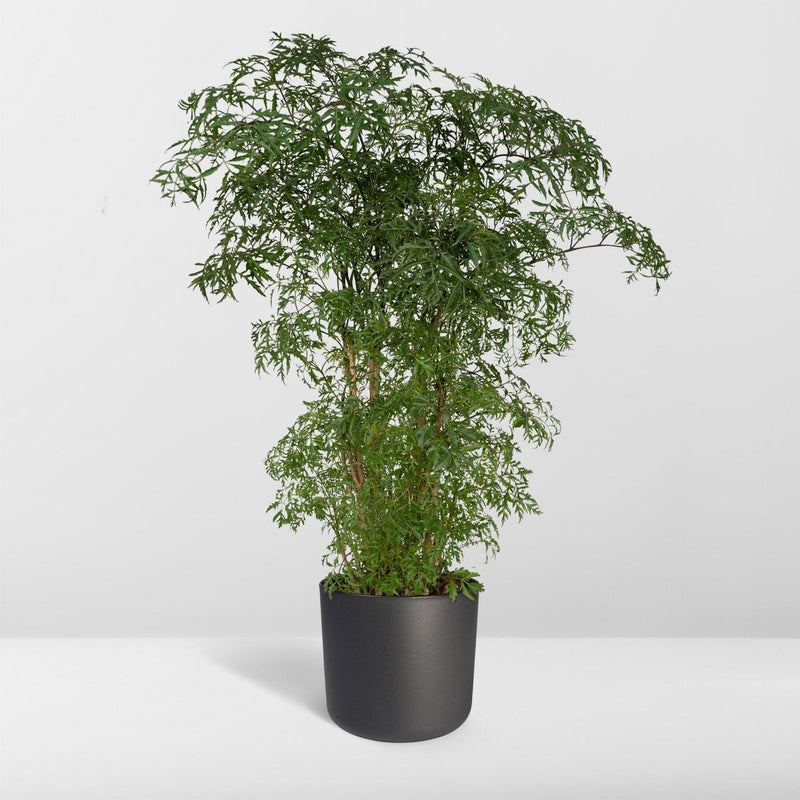 Polyscias Fruticosa - Aralia - Ø21cm - ↕75cm