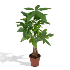 Pachira Aquatica - Geldboom - Ø14cm - ↕50cm