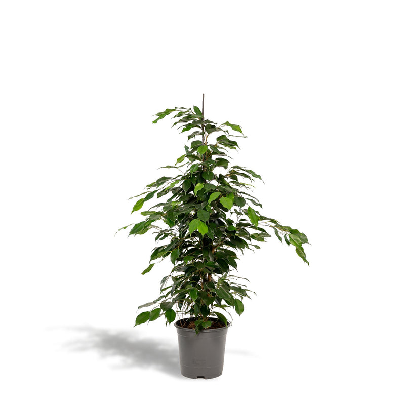 Ficus benjamina Danielle - ↨95cm - Ø21cm