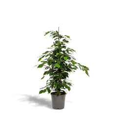 Ficus benjamina Danielle - ↨95cm - Ø21cm