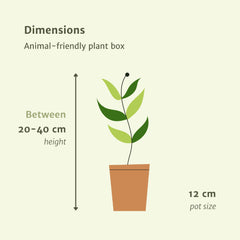 Diervriendelijke plantenbox - 4 kamerplanten - Ø12cm - Diverse hoogtes