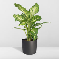 Dieffenbachia Mars - Dief van Bagdad - Ø17cm - ↕50cm