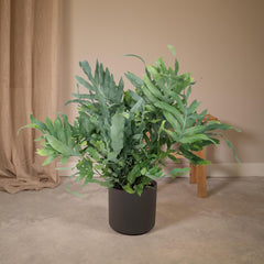 Phlebodium Aureum Blue Star - Zinkvaren - Ø17cm - ↕50cm