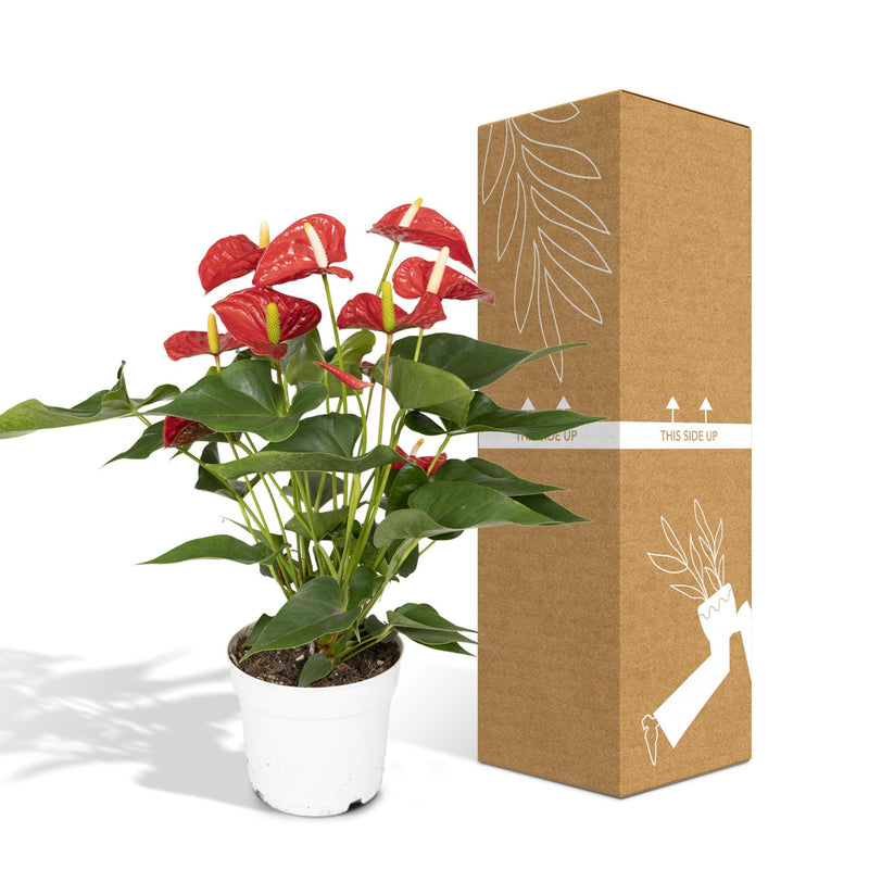 Anthurium Red - Flamingoplant - Ø17cm - ↕55cm