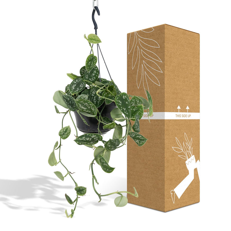 Scindapsus Pictus Trebie - Epipremnum - Ø15cm - ↕25cm