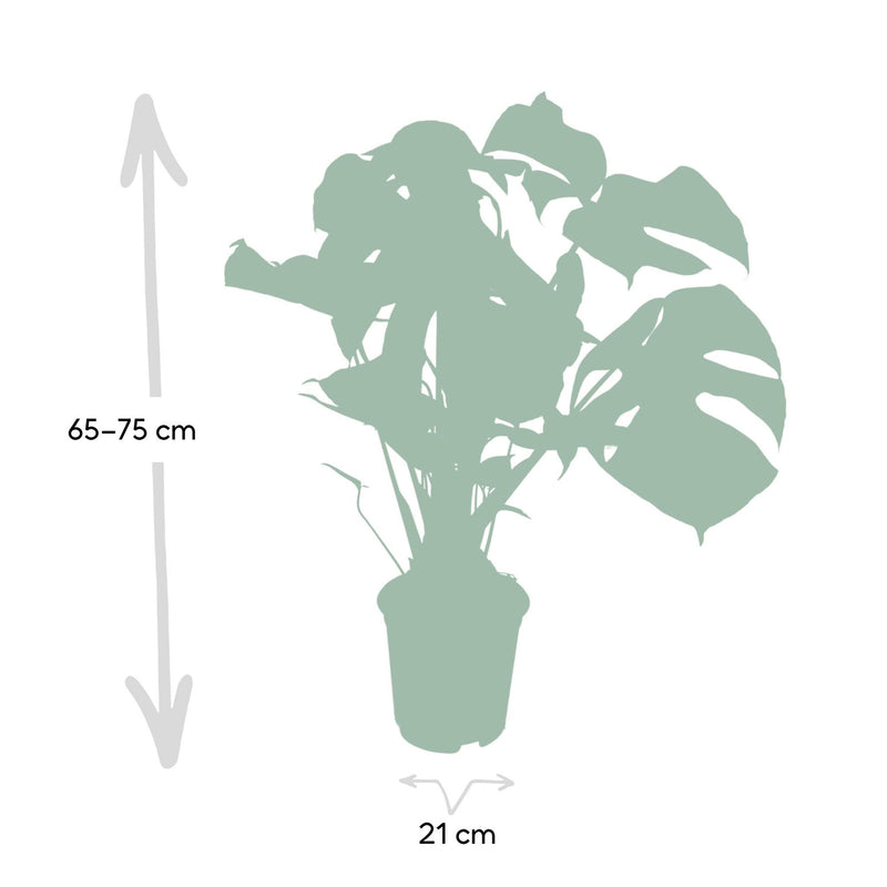 Monstera Deliciosa - Gatenplant - 65cm - Ø21