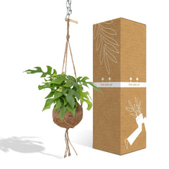 Kokodama Monstera Minima Hang - Gatenplant - Ø15cm - ↕25cm