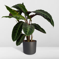 Calathea Warscewiczii - Pauwenplant - Ø19cm - ↕70cm