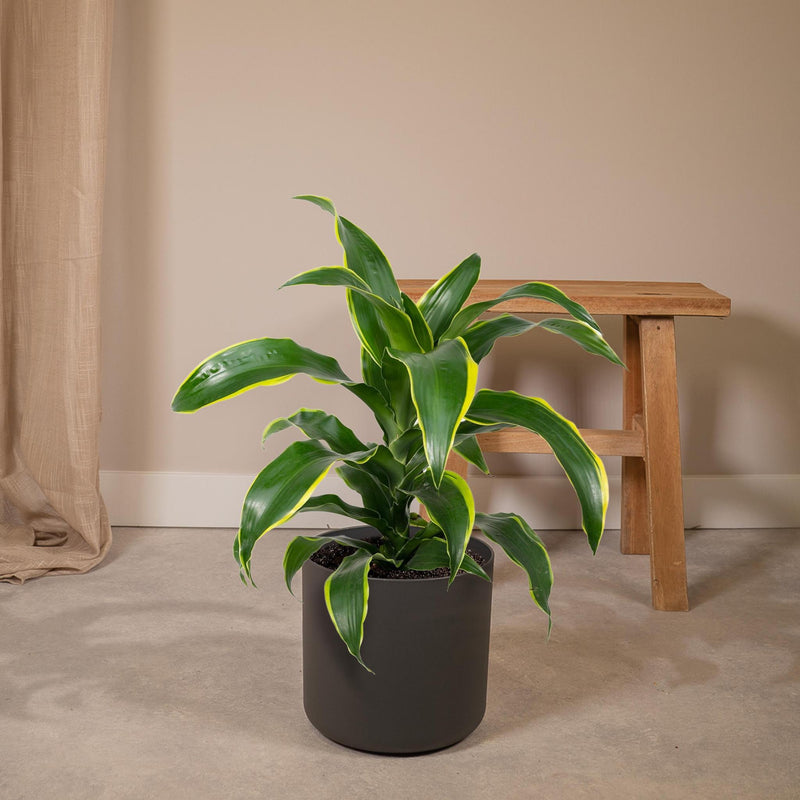 Dracaena Fragrans Groen Geel - Drakenboom - Ø17cm - ↕40cm