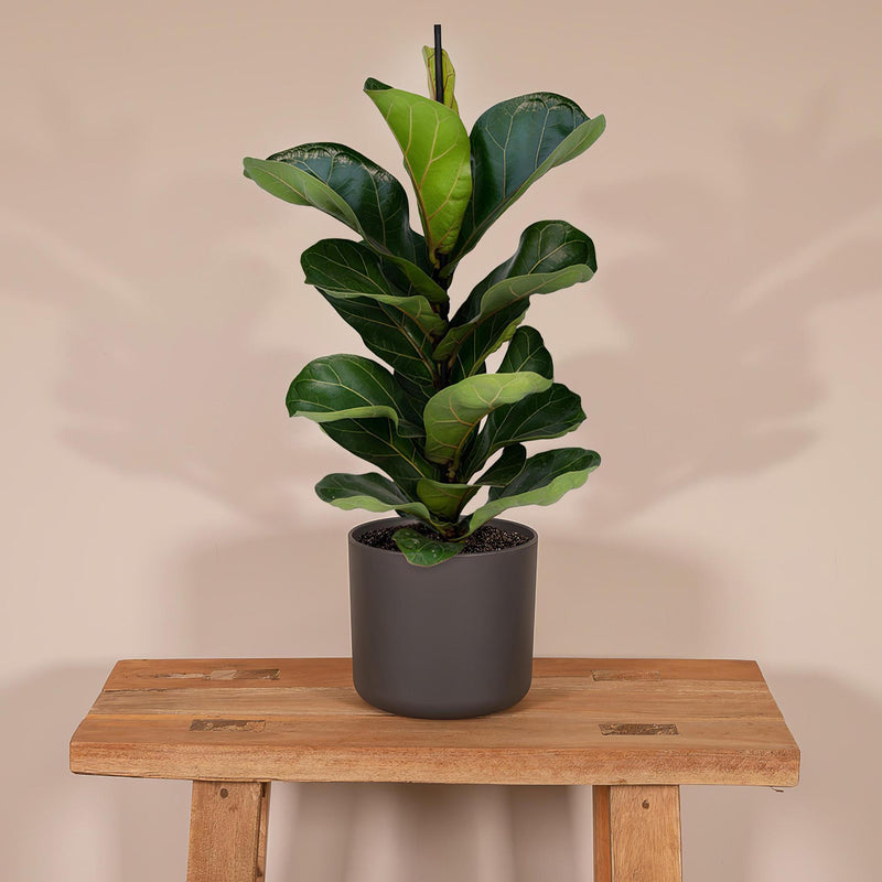 Ficus Lyrata Bambino - 30cm - ø12