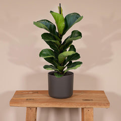 Ficus Lyrata Bambino - 30cm - ø12