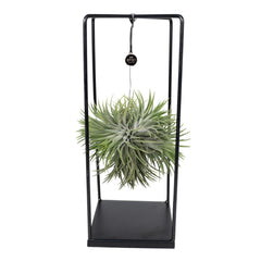 Tillandsia Cube Mix Large - Ø20cm - ↕35cm