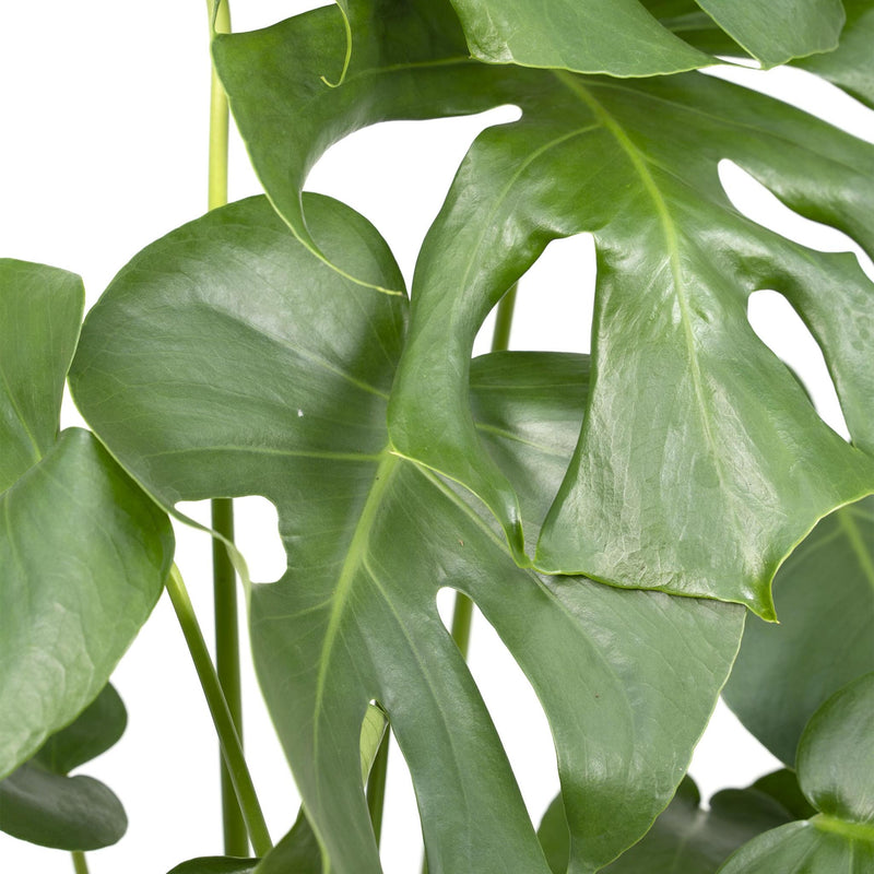 Monstera Deliciosa - Gatenplant - Ø17cm - ↕55cm