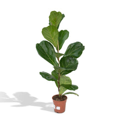 Ficus Lyrata - Rubberplant - Ø17cm - ↕75cm