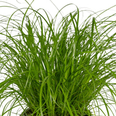 Cyperus Alternifolius - 4 stuks - ø12cm - ↕20cm