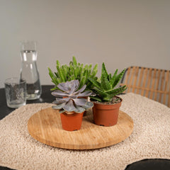 Succulenten Mix - 6 stuks - ø10,5cm - ↕12cm