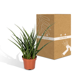 Sansevieria Fernwood Punk - Vrouwentong - Ø12cm - ↕30cm