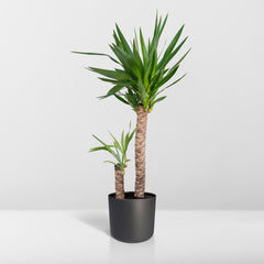 Yucca Elephantipes - Palmlelie - 100cm - Ø21