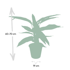 Calathea Triostar - Ø19cm - ↕70cm