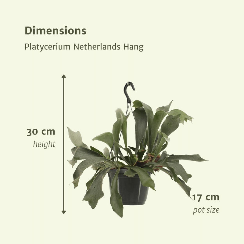 Platycerium Netherlands Hang - Hertshoornvaren - Ø17cm - ↕30cm