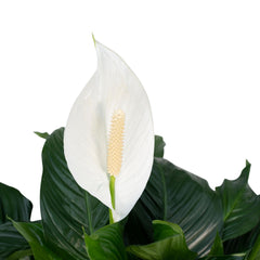 Spathiphyllum - Lepelplant - ø19cm - ↕80cm