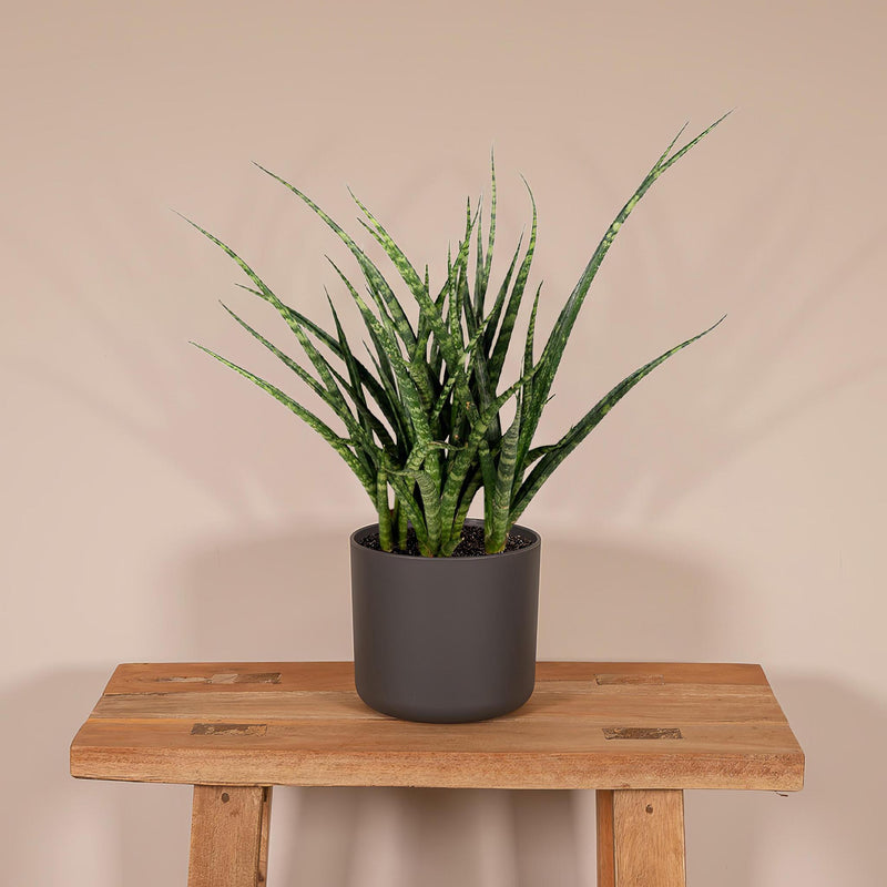 Sansevieria Fernwood Punk - Vrouwentong - Ø12cm - ↕30cm