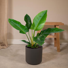 Philodendron Imperial Green -  - 65cm - Ø19