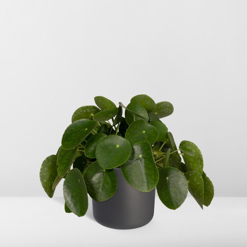 Pilea Peperomiodes - Pannekoekenplant - Ø15cm - ↕25cm