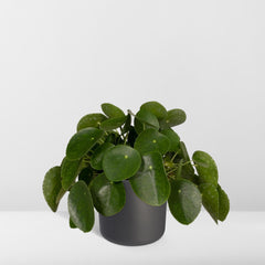 Pilea Peperomiodes - Pannekoekenplant - Ø15cm - ↕25cm