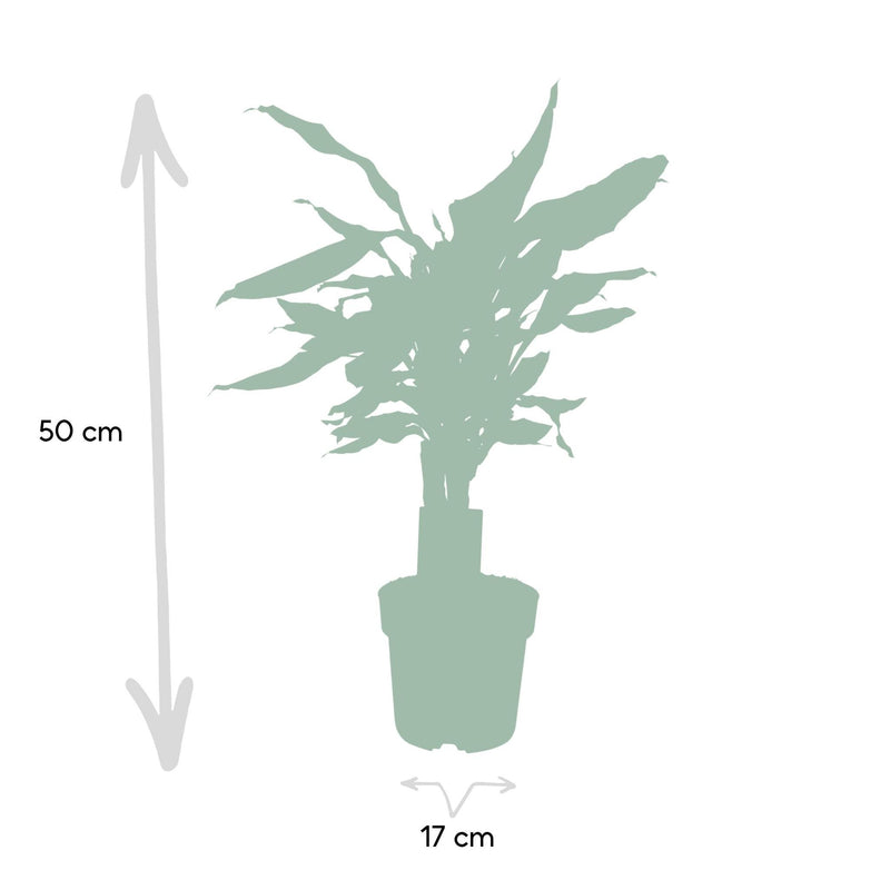 Dracaena Fagrans Steudneri Green - ↨55cm - Ø17cm