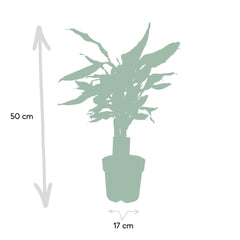 Dracaena Fagrans Steudneri Green - ↨55cm - Ø17cm