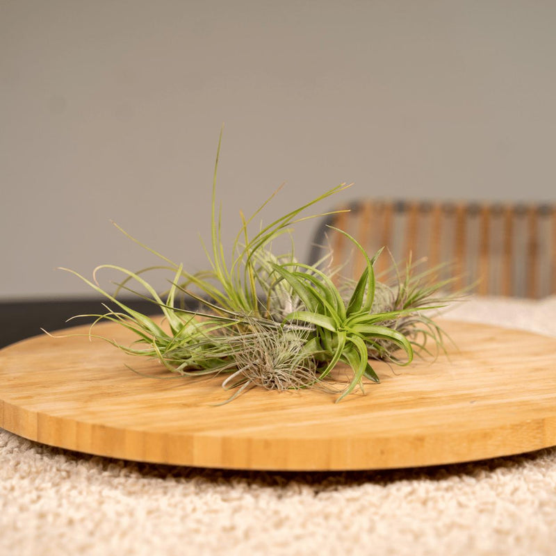 Tillandsia Air mix - 20 stuks - ø6cm - ↕6cm