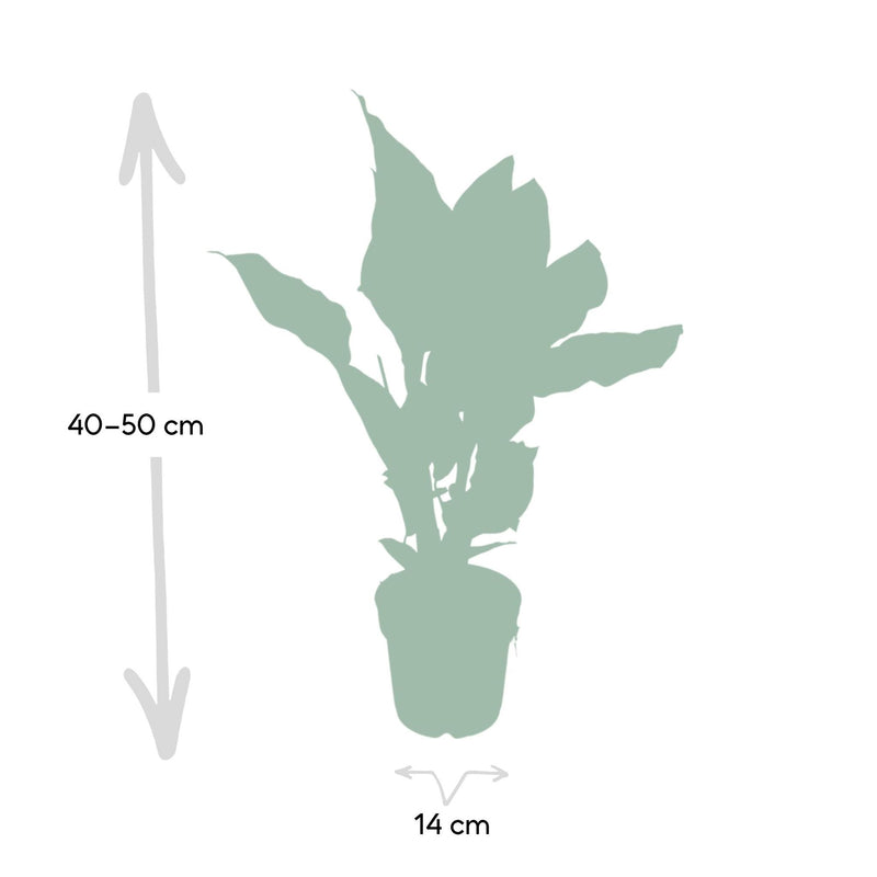 Calathea Ornata - Pauwenplant - ø14cm - ↕50cm