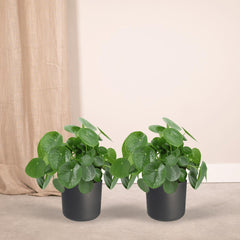 2x Pilea Peperomiodes - Pannekoekenplant - 25cm - ø15