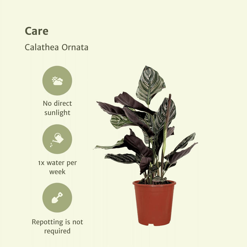 2x Calathea Ornata - Pauwenplant - 50cm - ø14