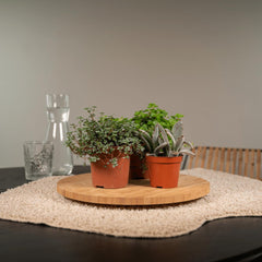 Everspring - Succulenten Mix - 18 stuks - 10 cm - ø8,5