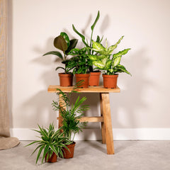 Verrassingsbox - 6 diverse kamerplanten - 10-25 cm - Ø12