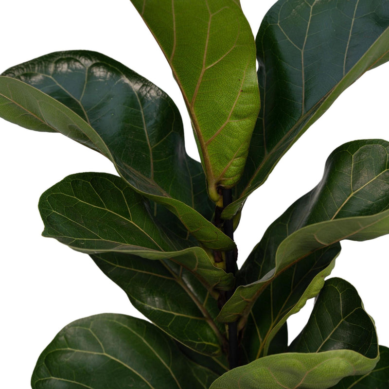 Ficus Lyrata Bambino - 30cm - ø12