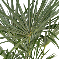 Trachycarpus fortunei - 120cm - Ø24