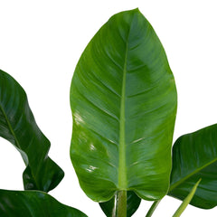 Philodendron Imperial Green -  - 65cm - Ø19