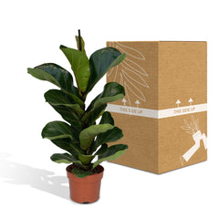 Ficus Lyrata Bambino - 30cm - ø12