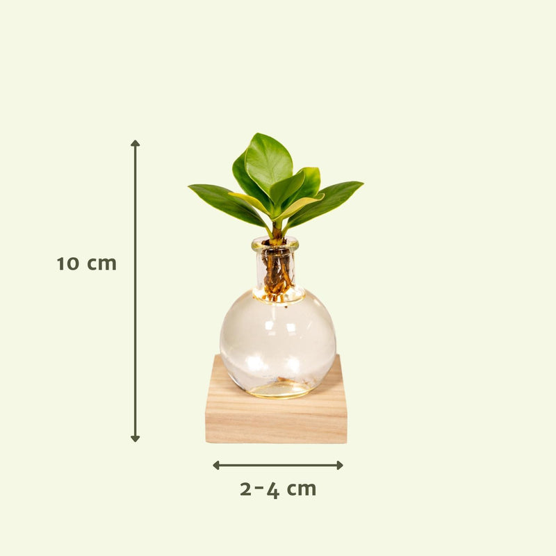 Clusia in Samoa glas met LED verlichting- ø4cm - ↕10cm