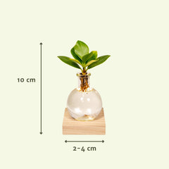 Clusia in Samoa glas met LED verlichting- ø4cm - ↕10cm