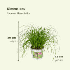 2x Cyperus Alternifolius - Kattengras - 20cm - ø12