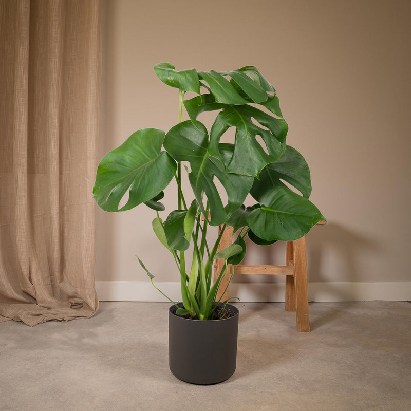 Monstera Deliciosa - Gatenplant - 55cm - Ø17