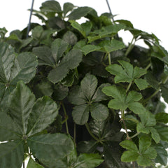 Parthenocissus Striatha Hang - Wilde wingerd - 15cm - Ø15