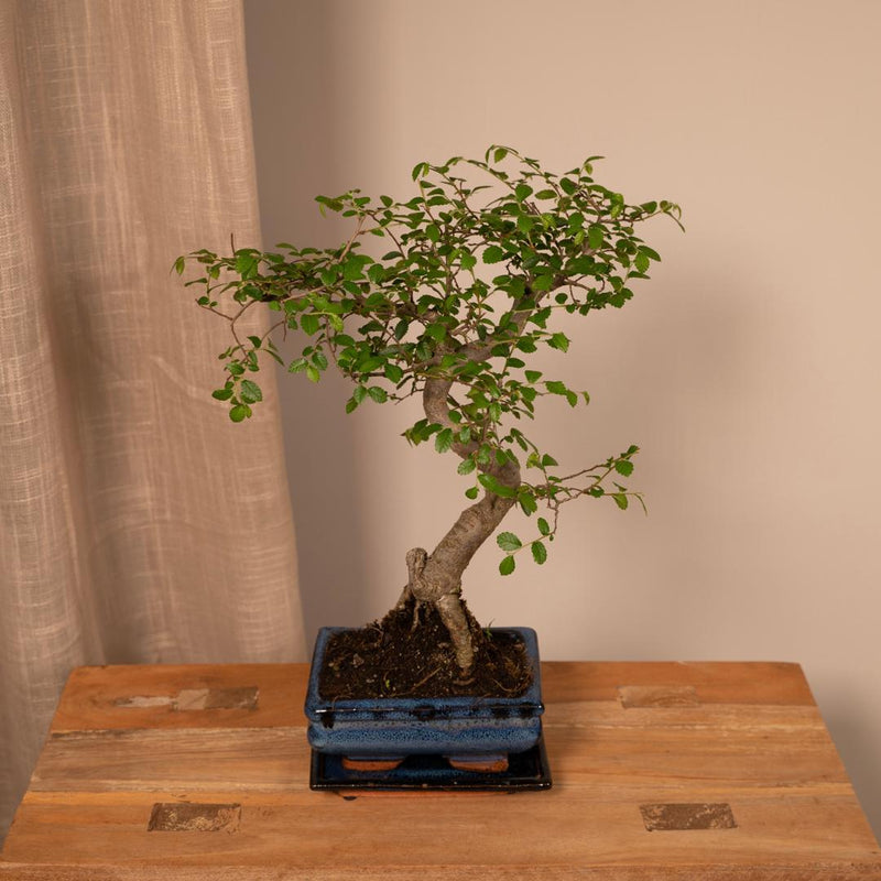 Bonsai S-vorm - Ø15cm - ↕20cm