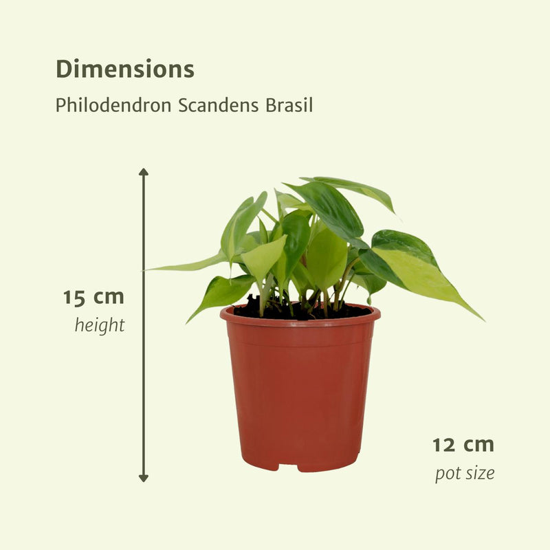 4x Philodendron Scandens Brasil  - 15cm - ø12